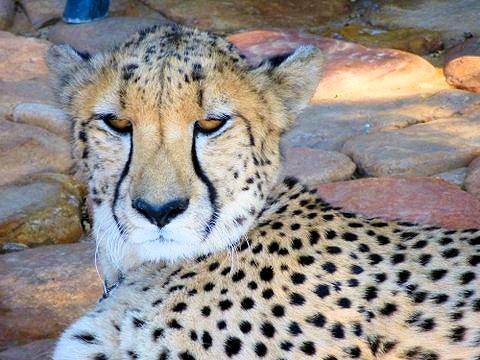 riebeek-cape-day-trips-tours-03